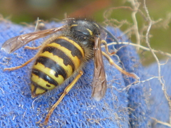 Dolichovespula norwegica