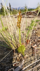 Botrychium yaaxudakeit