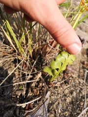 Botrychium yaaxudakeit