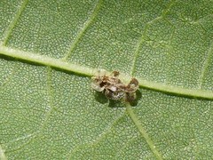 Corythucha juglandis