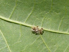 Corythucha juglandis