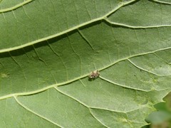 Corythucha juglandis