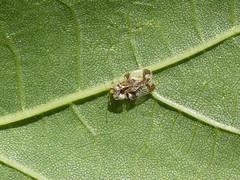 Corythucha juglandis