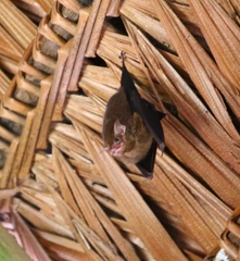 Emballonuridae