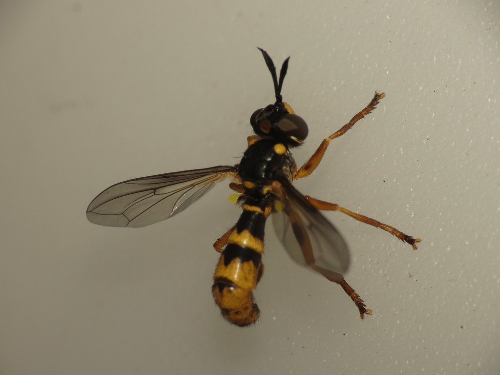 Leopoldius signatus