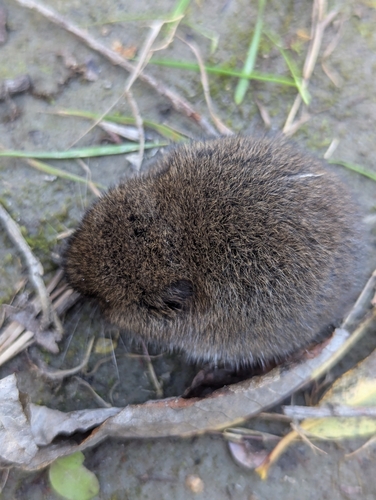 Townsend's Vole