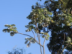 Cecropia adenopus