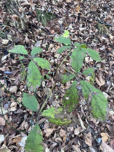 Eleutherococcus senticosus, photograph 6