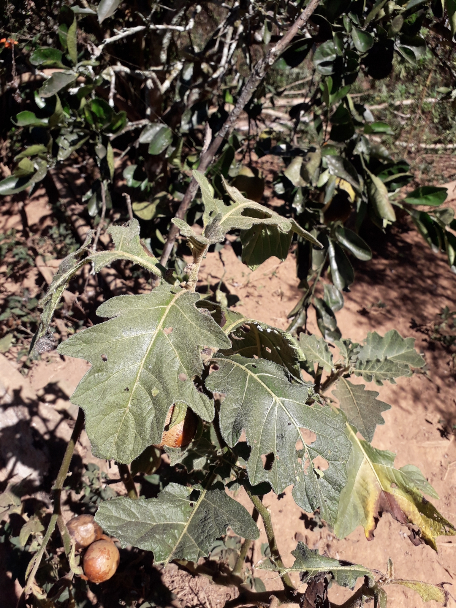 Solanum macrocarpon