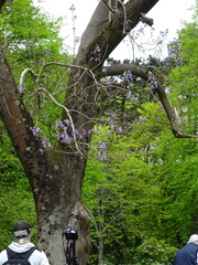 Paulownia tomentosa