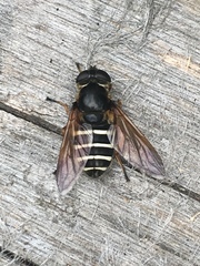 Sericomyia nigra