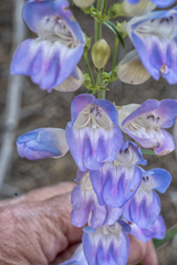 Penstemon comarrhenus
