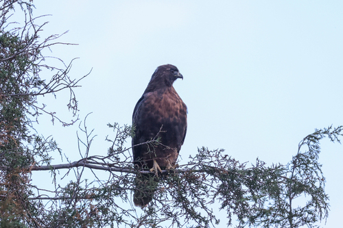 Red-tailed Hawk photographed in Montana