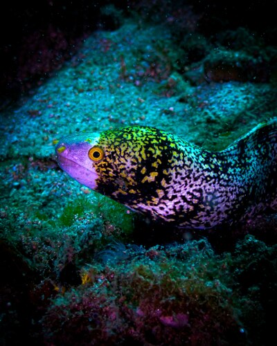 Snowflake Moray — seen at this dive site
