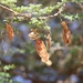 Acacia laeta