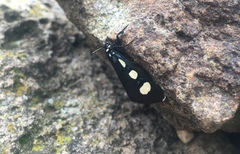 Alypiodes bimaculata