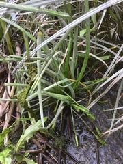 Triglochin scilloides