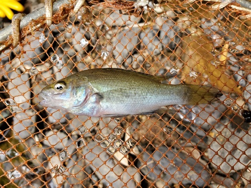 Bloomfield River cod (Guyu wujalwujalensis) — Percichthyidae — 2