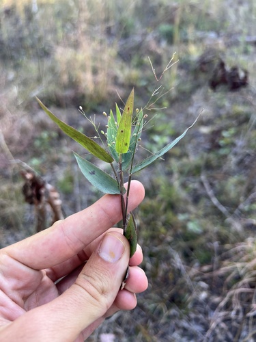 Image of Dichanthelium commutatum by (c) Nathan Aaron, some rights reserved (CC BY)