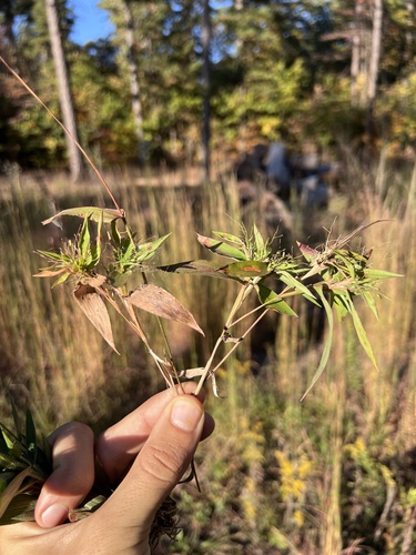 Image of Dichanthelium commutatum by (c) Nathan Aaron, some rights reserved (CC BY)