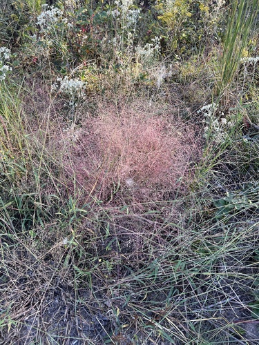 Image of Eragrostis spectabilis by (c) Nathan Aaron, some rights reserved (CC BY)