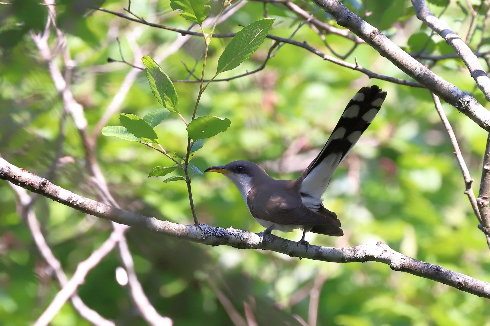 Yellow-billed Cuckoo (Coccyzus americanus)