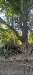 Inga uraguensis