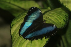 Morpho helenor peleides