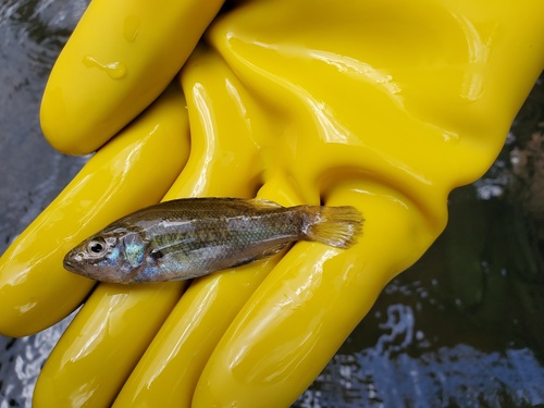 Bloomfield River cod (Guyu wujalwujalensis) — Percichthyidae — 4