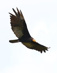 Cathartes melambrotus