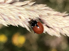 Hippodamia lunatomaculata lunatomaculata