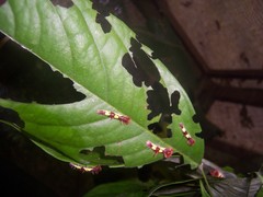 Morpho helenor peleides