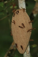 Synoeca virginea