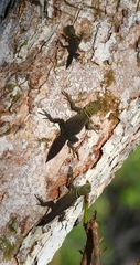Uracentron flaviceps