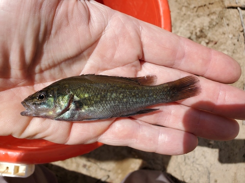 Bloomfield River cod (Guyu wujalwujalensis) — Percichthyidae — 3