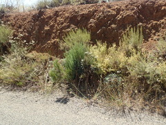 Juniperus californica