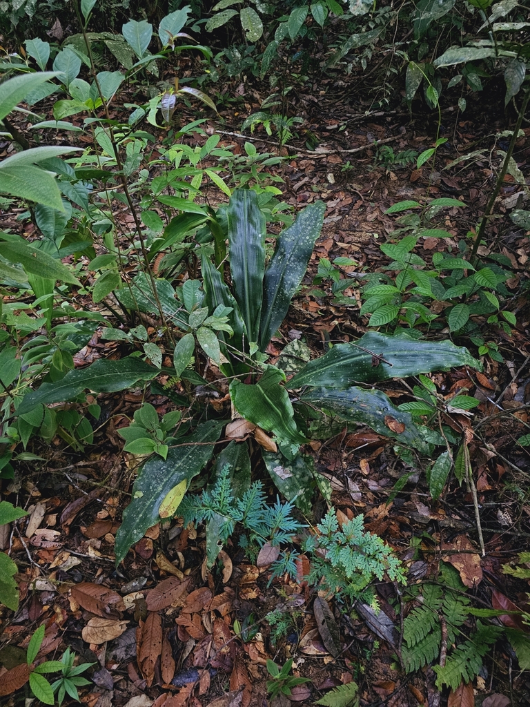 Hanguana corneri
