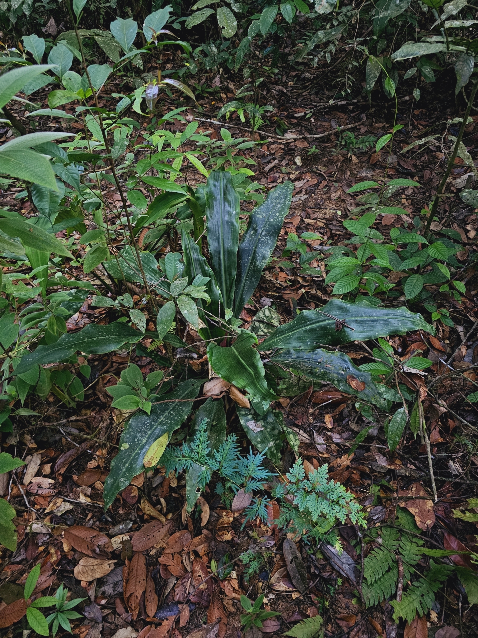 Hanguana corneri