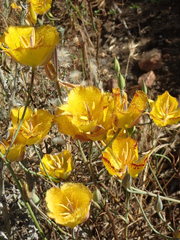 Calochortus weedii weedii