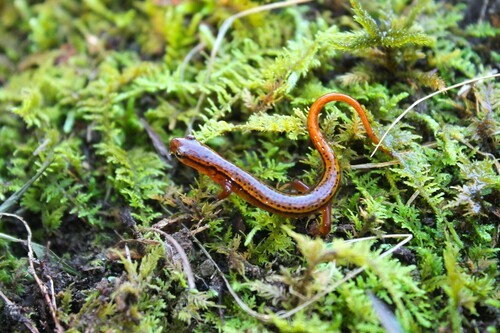 Northern Two-lined Salamander, Eurycea bislineata