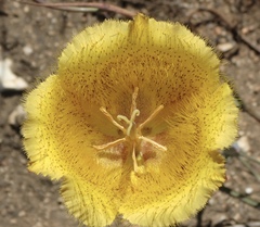 Calochortus weedii weedii