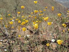 Calochortus weedii weedii