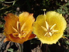 Calochortus weedii weedii