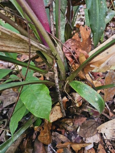 Image of Hanguana Corneri (Hanguana corneri) by (c) pbsg, some rights reserved (CC BY)