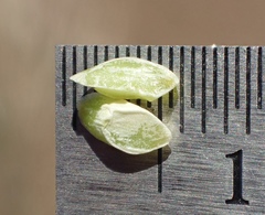 Calochortus weedii weedii