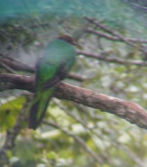 Pharomachrus auriceps