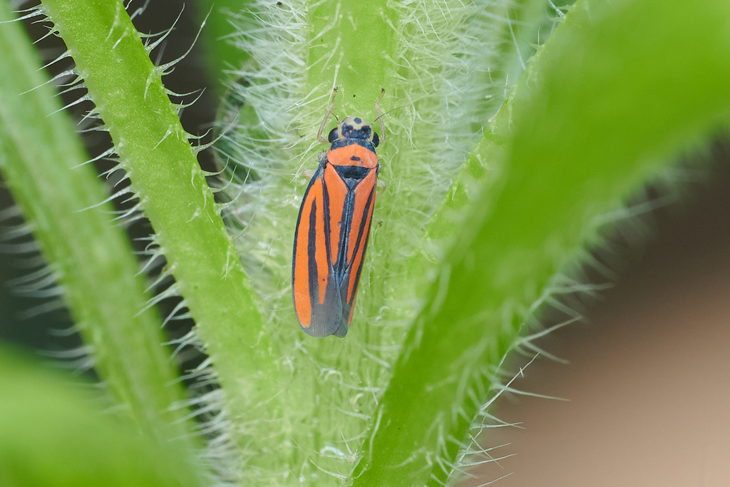 Atkinsoniella contrariuscula