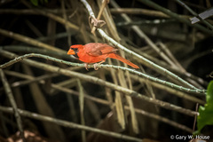 Cardinalis cardinalis