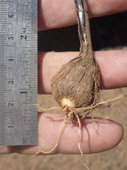 Calochortus weedii weedii