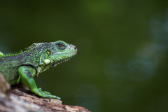 Iguana iguana